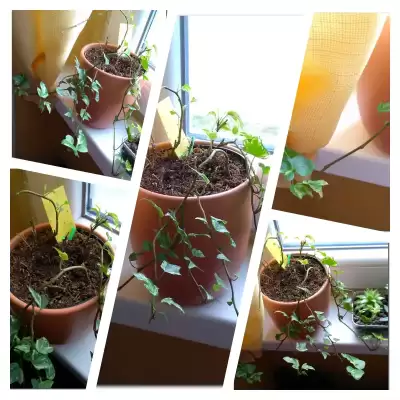 Felix - wiosenne przesadzanie - marzec 2023