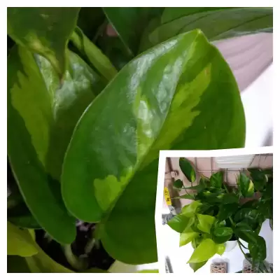 Dodatkowe sadzonki Epi