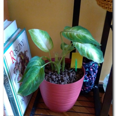 Kamila - styczeń 2023