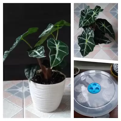 Nowa Alokazja i nowy wynalazek