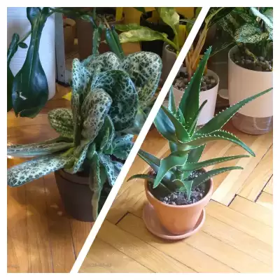 Ostatnie zakupy czerwcowe