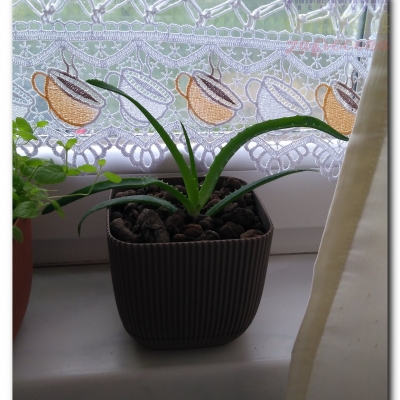 Aloes - Sierpień 2022