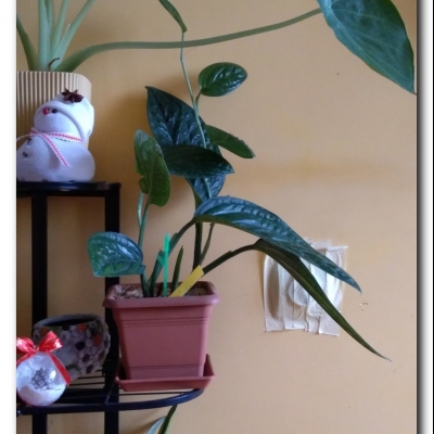 Monsterka - styczeń 2023