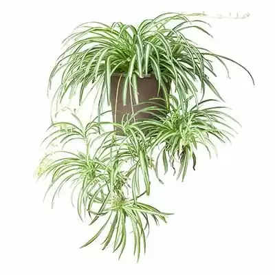 Zielistka - informacje ogólne