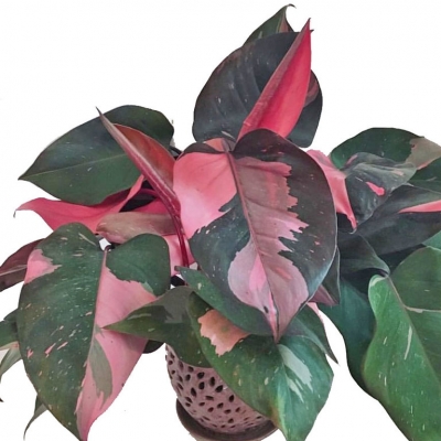 Filodendron - informacje ogólne