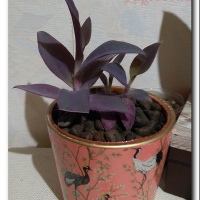 Nowa trzykrotka "Fioletowa" - Sierpień 2022