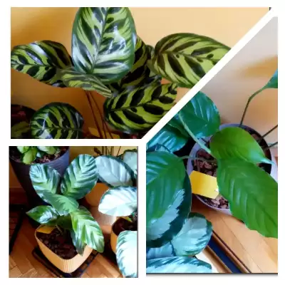 Calathee i Skrzydełko - podsumowanie czerwca 2023