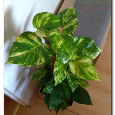 Duży ma się dobrze  - koniec czerwca 2022