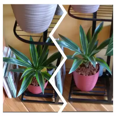 Limonka - wiosenne przesadzanie - marzec 2023