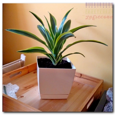 Dracena "Limonka"- Czerwiec 2022 (po przesadzeniu)