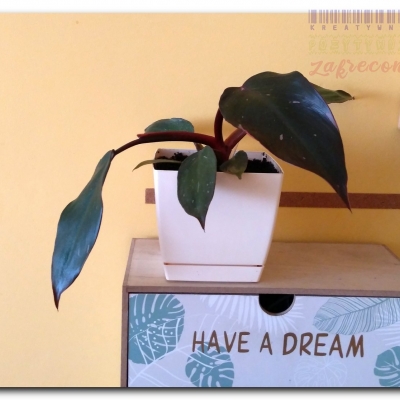 Filodendron "Filuś"- Czerwiec 2022  (po przesadzeniu)