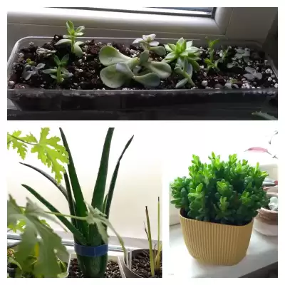 Sukulenty - podsumowanie roku 2023