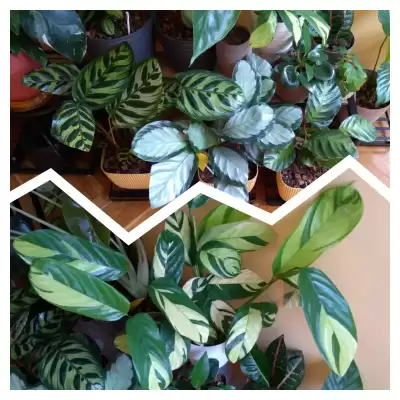 Calathea - przed i po urlopie