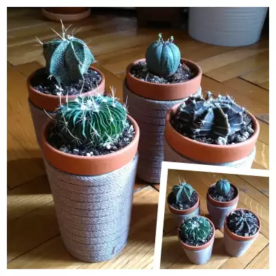 Robi się ze mnie "Kaktusiara"