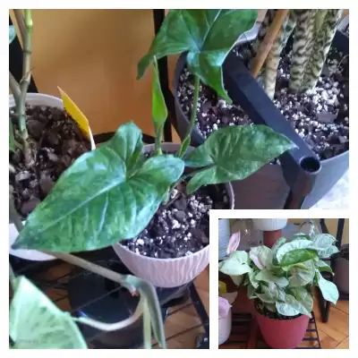 Nowe syngonia chociaż hmm