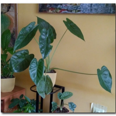 Gucio - koniec listopada 2022