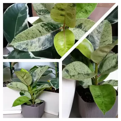 Ficus Elastica Moonshine
