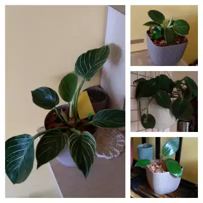 Filodendrony - wiosenne przesadzanie - marzec 2023