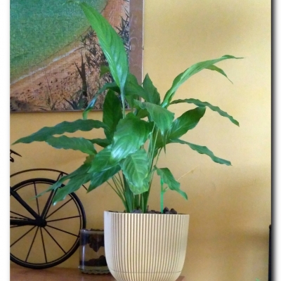 Skrzydełko 10/11 2022