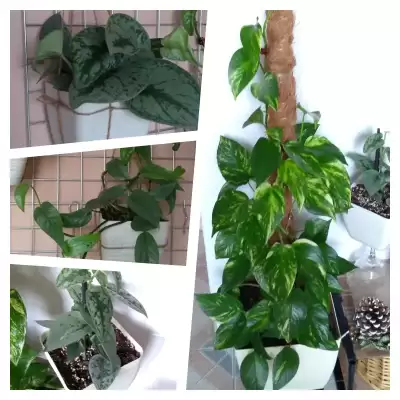 Epi i Scindapki - podsumowanie roku 2023