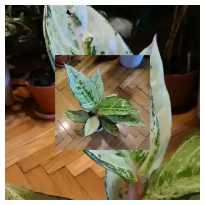 Kolekcjonerska Aglaonema