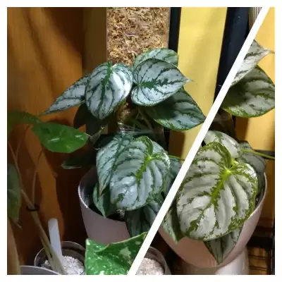 Nowy Filek na paliku