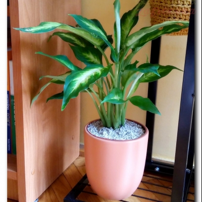 "Kamila" czyli nasza Diffenbachia