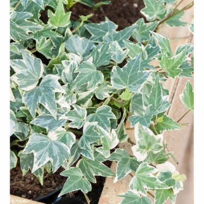 Feliks II - styczeń 2023