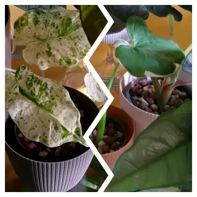 Kolekcjonerskie Alokazje