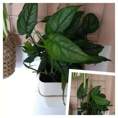Trzecia Monstera do kolekcji