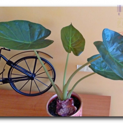 Alokazja "Gutek"- Czerwiec 2022 (po przesadzeniu)