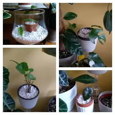 Eksperyment w perlicie