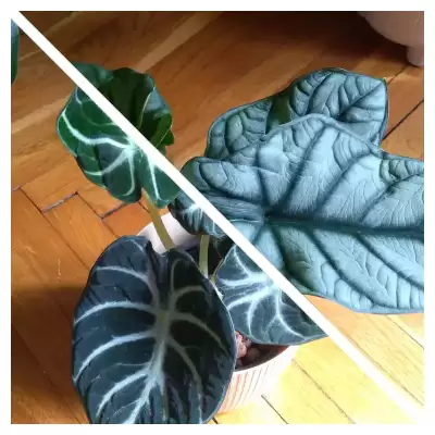 Dragon i Ninja plus Bambino