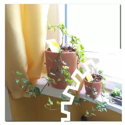 Feliks - połowa kwietnia