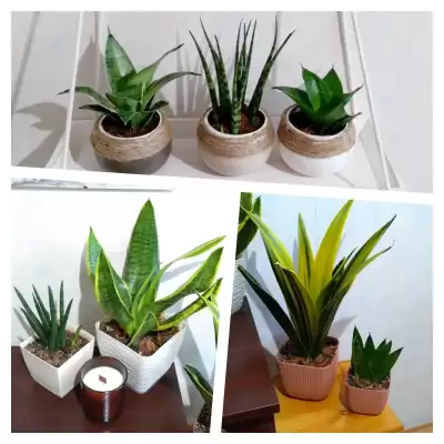 Sansewierie  - przed i po urlopie