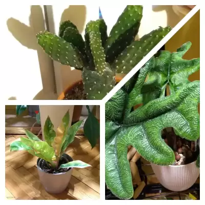 Ostatnie zakupy majowe