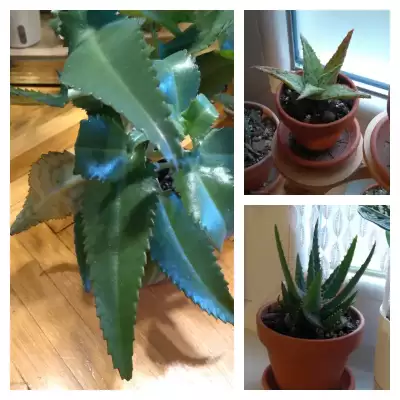 Aloesy ozdobne plus bonus