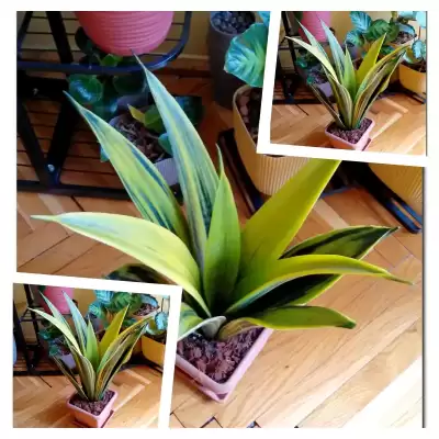 Nowa Sansewieria  - Czerwiec 2023