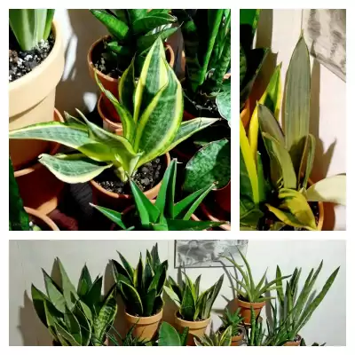 Nowe Sansevierie plus aktualizacja aranżacji