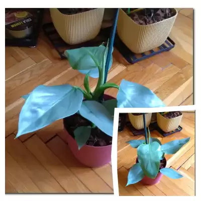 Nowy Filek, czyli...