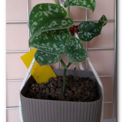 Ropuszka - styczeń 2023