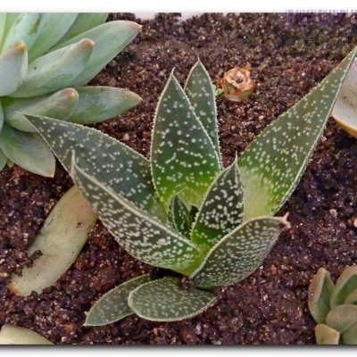 Haworsja "Kropka" - Czerwiec 2022