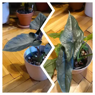 Kolekcjonerskie Alokazje