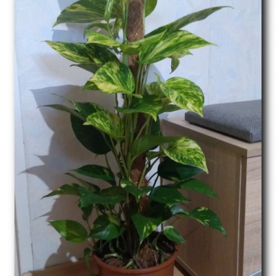 Scindapsus Aureum - Maj 2022