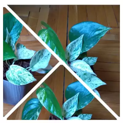 Epipremnum niespodzianka