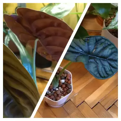 Alokazje - dodatkowe egzemplarza