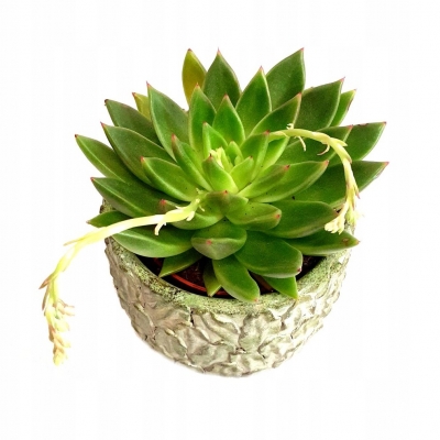 Eszeweria gwieździsta "Miranda" - informacje ogólne