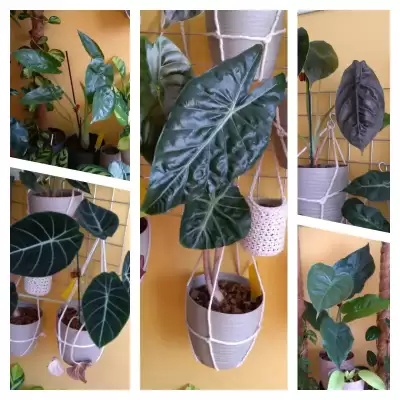 Alokazje - przed i po urlopie