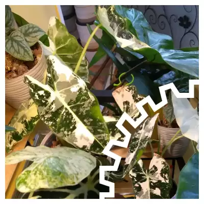 Frydzio z półki śmierci