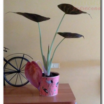 Alocasia Wentii - Maj 2022